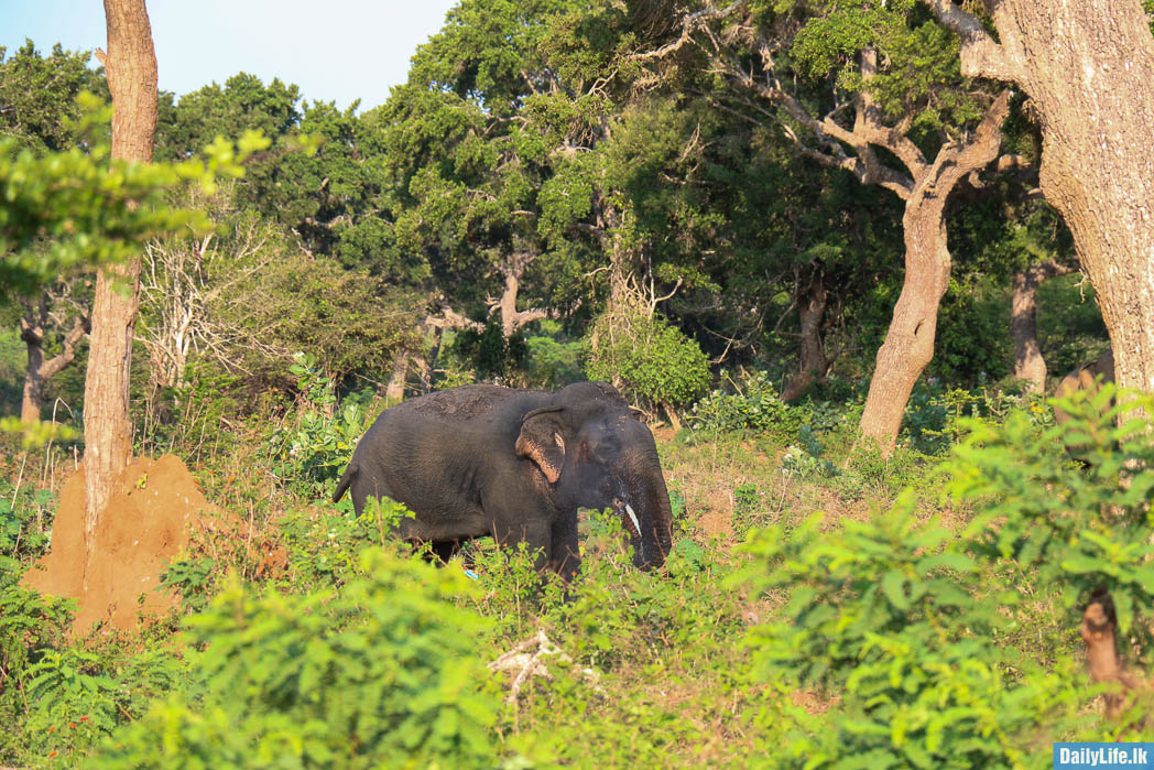 Elephants at Yala